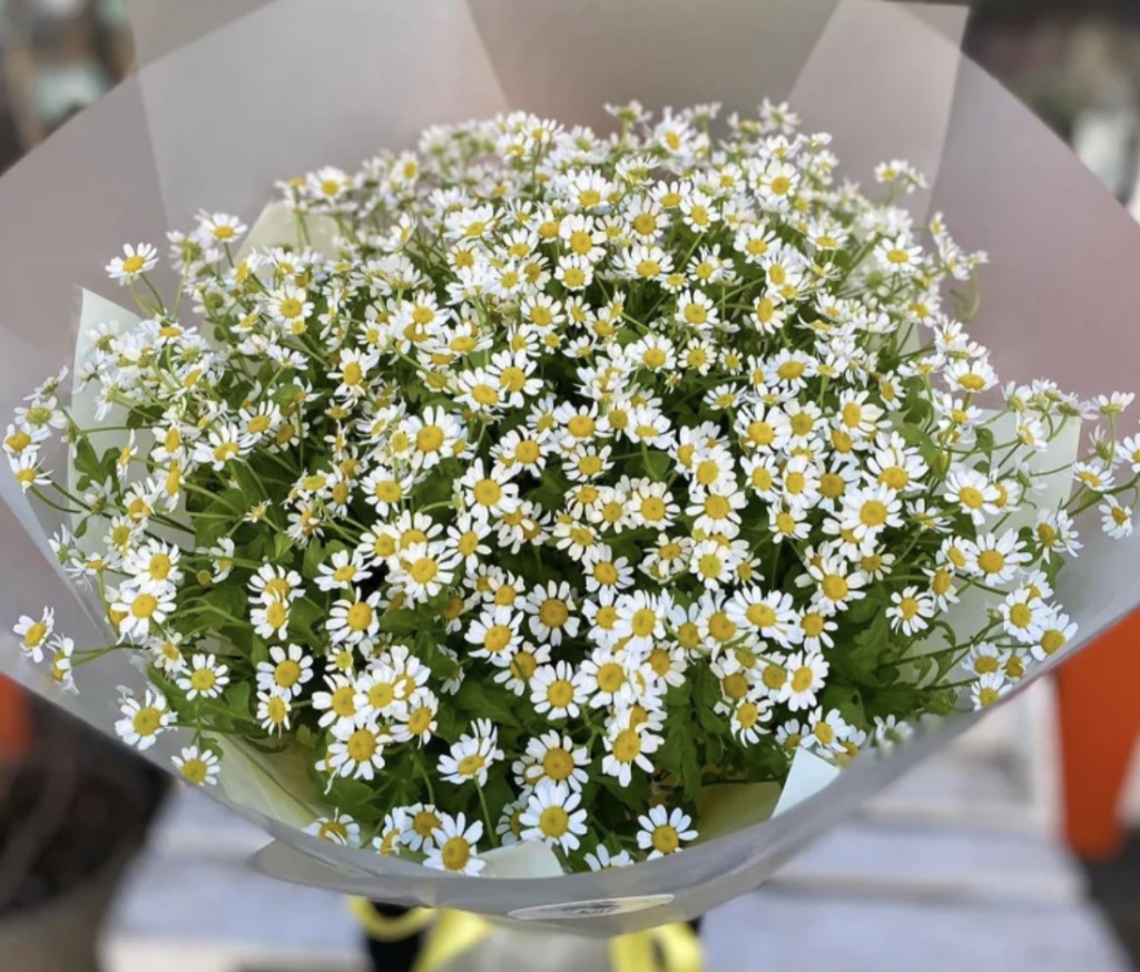 Ромашки